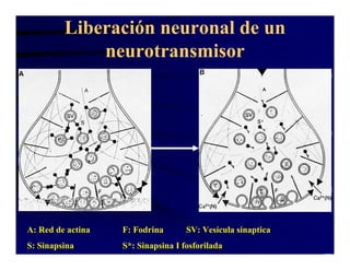 Sinapsis Y Neurotransmision | PDF