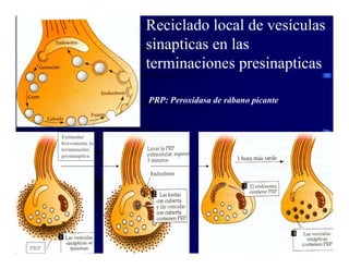 Sinapsis Y Neurotransmision