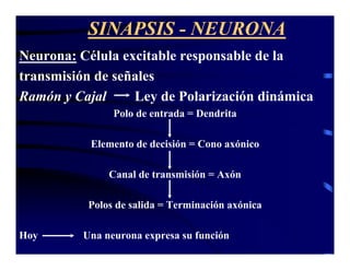 Sinapsis Y Neurotransmision | PDF