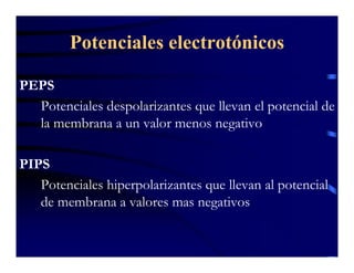 Sinapsis Y Neurotransmision