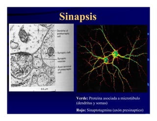 Sinapsis Y Neurotransmision | PDF