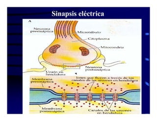 Sinapsis Y Neurotransmision | PDF
