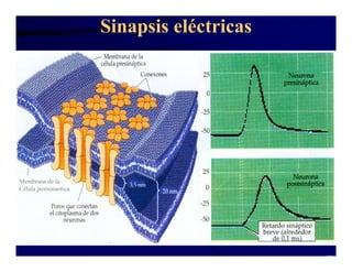 Sinapsis Y Neurotransmision