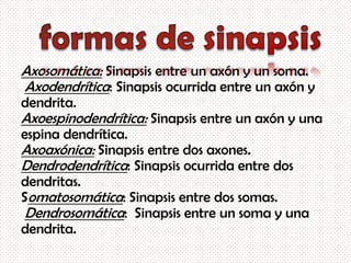 Axosomática: Sinapsis entre un axón y un soma.
Axodendrítica: Sinapsis ocurrida entre un axón y
dendrita.
Axoespinodendrítica: Sinapsis entre un axón y una
espina dendrítica.
Axoaxónica: Sinapsis entre dos axones.
Dendrodendrítica: Sinapsis ocurrida entre dos
dendritas.
Somatosomática: Sinapsis entre dos somas.
 Dendrosomática: Sinapsis entre un soma y una
dendrita.
 