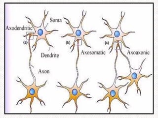 Sinapsis y tipos de sinapsis