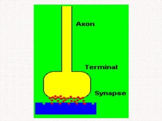 Sinapsis y tipos de sinapsis