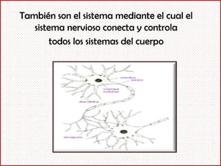 También son el sistema mediante el cual el
   sistema nervioso conecta y controla
        todos los sistemas del cuerpo
 