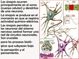 Las sinapsis ocurren
principalmente en el soma
(cuerpo celular) y dendritas
de una neurona.
La sinapsis se produce en el
momento en que se registra
actividad químico-eléctrica.
Las sinapsis permiten a
las neuronas del sistema
nervioso central formar una
red de circuitos neuronales.
Son cruciales
para los procesos bioló-
gicos que subyacen bajo
la percepción y el
pensamiento.
 