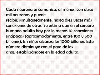 Cada neurona se comunica, al menos, con otras
mil neuronas y puede
recibir, simultáneamente, hasta diez veces más
conexiones de otras. Se estima que en el cerebro
humano adulto hay por lo menos 10 conexiones
sinápticas (aproximadamente, entre 100 y 500
billones). En niños alcanza los 1000 billones. Este
número disminuye con el paso de los
años, estabilizándose en la edad adulta.
 