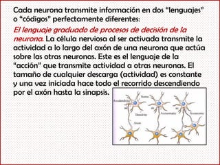 Cada neurona transmite información en dos “lenguajes”
o “códigos” perfectamente diferentes:
El lenguaje graduado de procesos de decisión de la
neurona. La célula nerviosa al ser activada transmite la
actividad a lo largo del axón de una neurona que actúa
sobre las otras neuronas. Este es el lenguaje de la
“acción” que transmite actividad a otras neuronas. El
tamaño de cualquier descarga (actividad) es constante
y una vez iniciada hace todo el recorrido descendiendo
por el axón hasta la sinapsis.
 