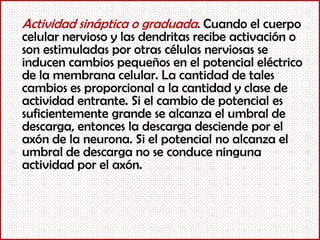 Actividad sináptica o graduada. Cuando el cuerpo
celular nervioso y las dendritas recibe activación o
son estimuladas por otras células nerviosas se
inducen cambios pequeños en el potencial eléctrico
de la membrana celular. La cantidad de tales
cambios es proporcional a la cantidad y clase de
actividad entrante. Si el cambio de potencial es
suficientemente grande se alcanza el umbral de
descarga, entonces la descarga desciende por el
axón de la neurona. Si el potencial no alcanza el
umbral de descarga no se conduce ninguna
actividad por el axón.
 