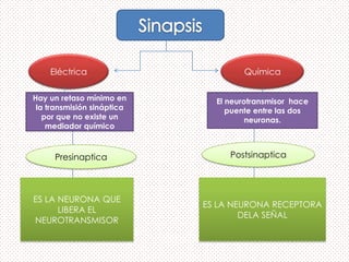 Eléctrica                       Química

Hay un retaso mínimo en       El neurotransmisor hace
 la transmisión sináptica        puente entre las dos
   por que no existe un               neuronas.
    mediador químico



     Presinaptica                Postsinaptica




ES LA NEURONA QUE
                            ES LA NEURONA RECEPTORA
      LIBERA EL
                                    DELA SEÑAL
NEUROTRANSMISOR
 