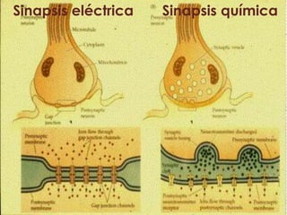 Sinapsis eléctrica   Sinapsis química
 