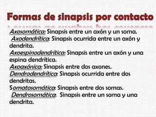 Sinapsis y tipos de sinapsis | PPTX