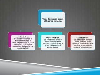 Sinapsis y tipos de sinapsis | PPTX