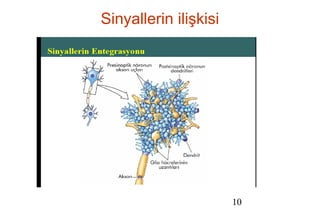 10
Sinyallerin ilişkisi
 