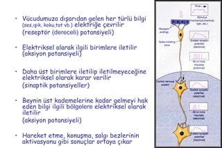 11
• Vücudumuza dışarıdan gelen her türlü bilgi
(ses,ışık, koku,tat vb.) elektriğe çevrilir
(reseptör (dereceli) potansiyeli)
• Elektriksel olarak ilgili birimlere iletilir
(aksiyon potansiyeli)
• Daha üst birimlere iletilip iletilmeyeceğine
elektriksel olarak karar verilir
(sinaptik potansiyeller)
• Beynin üst kademelerine kadar gelmeyi hak
eden bilgi ilgili bölgelere elektriksel olarak
iletilir
(aksiyon potansiyeli)
• Hareket etme, konuşma, salgı bezlerinin
aktivasyonu gibi sonuçlar ortaya çıkar
 