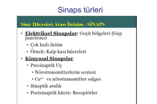 12
Sinaps türleri
 