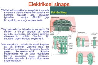 13
Elektriksel sinaps
*Elektriksel kavşaklarda, kavşak önü ve ardı
nöronların zarları birbirlerine yaklaşır ve
hücreler arasında gap kavşaklar
(yarıklar) oluşur. Akımlar gap
kavşaklar aracılığı ile direkt iletilir
*Gap kavşaklarda, hücreler arası aralık 25
nm’den 3 nm’ye düşmüş ve hücre
zarında, konnekson adlı altıgen şeklinde
düzenlenmiş protein birimleri, bir
hücreden diğerine doğru döşenmiştir.
*Her konnekson , ortada bir kanalı kuşatan
altı alt birimden yapılmış olup, bu
kanal,komşu hücrenin , kendisine karşılık
gelen konneksonundaki kanalla
bağlanmakta ve bu yolla maddelerin
ECF’ye geçmesine gerek kalmadan,
hücreler arasında karşılıklı aktarılması
sağlanmaktadır.
 