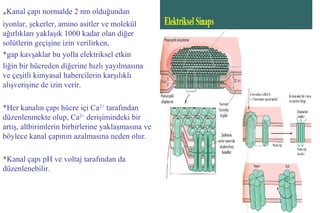 14
*Kanal çapı normalde 2 nm olduğundan
iyonlar, şekerler, amino asitler ve molekül
ağırlıkları yaklaşık 1000 kadar olan diğer
solütlerin geçişine izin verilirken,
*gap kavşaklar bu yolla elektriksel etkin
liğin bir hücreden diğerine hızlı yayılmasına
ve çeşitli kimyasal habercilerin karşılıklı
alışverişine de izin verir.
*Her kanalın çapı hücre içi Ca2+
tarafından
düzenlenmekte olup, Ca2+
derişimindeki bir
artış, altbirimlerin birbirlerine yaklaşmasına ve
böylece kanal çapının azalmasına neden olur.
*Kanal çapı pH ve voltaj tarafından da
düzenlenebilir.
 