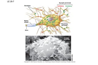 16
LE 28-7
Dendrites
Myelin
sheath
Axon
Receiving
cell body
Inhibitory Excitatory
Synaptic
terminals
SEM5,500×
Synaptic terminals
 