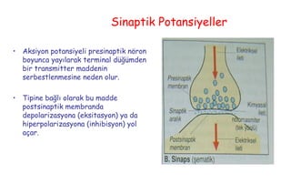 17
Sinaptik Potansiyeller
• Aksiyon potansiyeli presinaptik nöron
boyunca yayılarak terminal düğümden
bir transmitter maddenin
serbestlenmesine neden olur.
• Tipine bağlı olarak bu madde
postsinaptik membranda
depolarizasyona (eksitasyon) ya da
hiperpolarizasyona (inhibisyon) yol
açar.
 