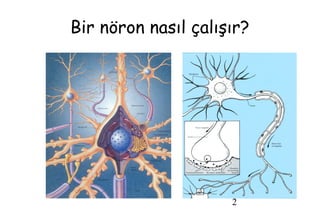 2
Bir nöron nasıl çalışır?
 
