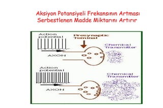 20
Aksiyon Potansiyeli Frekansının Artması
Serbestlenen Madde Miktarını Artırır
 