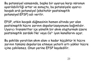 23
Bu potansiyel esnasında, başka bir uyarıya karşı nöronun
uyarılabilirliği artar ve sonuçta, bu potansiyele uyarıcı
kavşak ardı potansiyel (eksitatör postsinaptik
potansiyel:EPSP) adı verilir.
EPSP, etkin kavşak düğmesinin hemen altında yer alan
postsinaptik hücre zarının depolarizasyonuna bağımlıdır.
Uyarıcı transmitter içe yönelik bir akım oluşturmak üzere
postsinaptik zardaki Na+
veya Ca2+
iyon kanallarını açar.
Bu şekilde yaratılan akım alanı o kadar küçüktür ki hücre
zarının tümünü depolarize etmeye yeterli artı yükler hücre
içine çekilemez. Onun yerine EPSP kaydedilir.
 