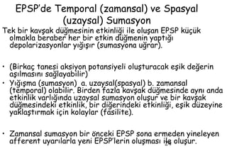 24
EPSP’de Temporal (zamansal) ve Spasyal
(uzaysal) Sumasyon
Tek bir kavşak düğmesinin etkinliği ile oluşan EPSP küçük
olmakla beraber her bir etkin düğmenin yaptığı
depolarizasyonlar yığışır (sumasyona uğrar).
• (Birkaç tanesi aksiyon potansiyeli oluşturacak eşik değerin
aşılmasını sağlayabilir)
• Yığışma (sumasyon) a. uzaysal(spasyal) b. zamansal
(temporal) olabilir. Birden fazla kavşak düğmesinde aynı anda
etkinlik varlığında uzaysal sumasyon oluşur ve bir kavşak
düğmesindeki etkinlik, bir diğerindeki etkinliği, eşik düzeyine
yaklaştırmak için kolaylar (fasilite).
• Zamansal sumasyon bir önceki EPSP sona ermeden yineleyen
afferent uyarılarla yeni EPSP’lerin oluşması ile oluşur.
 