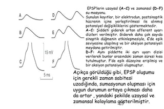 25
EPSP’lerin uzaysal (A-C) ve zamansal (D-F)
su-masyonu.
Sunulan kayıtlar, bir elektrodun, postsinaptik
hücrenin içine yerleştirilmesi ile alınmış
potansiyel değişikliklerini göstermektedir.
A-C: Şiddeti giderek artan afferent uyarı
dizileri verilmiştir. Giderek daha çok sayıda
sinaptik düğmenin etkinleşmesiyle, C’de eşik
seviyesine ulaşılmış ve bir aksiyon potansiyeli
meydana getirilmiştir.
D-F: Aynı şiddette iki ayrı uyarı dizisi
verilerek bunlar arasındaki zaman süresi kısa
tutulmuştur. F’de eşik düzeyine erişilmiş ve
bir aksiyon potansiyeli oluşmuştur.
Açıkça görüldüğü gibi, EPSP oluşumu
için gerekli zaman sabitesi
uzadığında, sumasyonun oluşması için
uygun durumun ortaya çıkması daha
da artar , yandaki şekilde uzaysal ve
zamansal kolaylama gösterilmiştir.
 