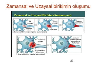 27
Zamansal ve Uzaysal birikimin oluşumu
 