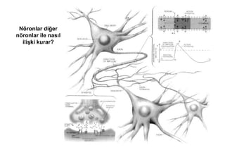 3
Nöronlar diğer
nöronlar ile nasıl
ilişki kurar?
 