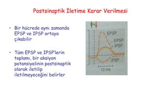31
Postsinaptik İletime Karar Verilmesi
• Bir hücrede aynı zamanda
EPSP ve IPSP ortaya
çıkabilir
• Tüm EPSP ve IPSP’lerin
toplamı, bir aksiyon
potansiyelinin postsinaptik
olarak iletilip
iletilmeyeceğini belirler
 