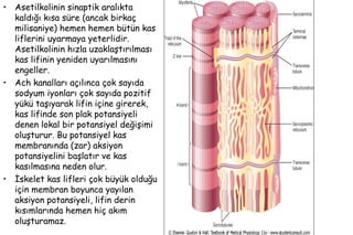 35
• Asetilkolinin sinaptik aralıkta
kaldığı kısa süre (ancak birkaç
milisaniye) hemen hemen bütün kas
liflerini uyarmaya yeterlidir.
Asetilkolinin hızla uzaklaştırılması
kas lifinin yeniden uyarılmasını
engeller.
• Ach kanalları açılınca çok sayıda
sodyum iyonları çok sayıda pozitif
yükü taşıyarak lifin içine girerek,
kas lifinde son plak potansiyeli
denen lokal bir potansiyel değişimi
oluşturur. Bu potansiyel kas
membranında (zar) aksiyon
potansiyelini başlatır ve kas
kasılmasına neden olur.
• İskelet kas lifleri çok büyük olduğu
için membran boyunca yayılan
aksiyon potansiyeli, lifin derin
kısımlarında hemen hiç akım
oluşturamaz.
 