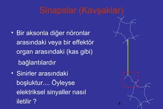 4
Sinapslar (Kavşaklar)
• Bir aksonla diğer nöronlar
arasındaki veya bir effektör
organ arasındaki (kas gibi)
bağlantılardır
• Sinirler arasındaki
boşluktur.... Öyleyse
elektriksel sinyaller nasıl
iletilir ?
 