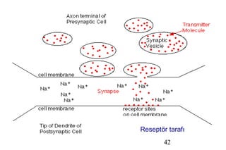 42
Reseptör tarafı
 