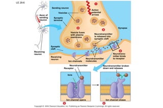 43
LE 28-6
Sending neuron
Vesicles
Synaptic
terminal
Axon of
sending
neuron
Synaptic
cleft
Receiving
neuron
Vesicle fuses
with plasma
membrane
Neurotransmitter
is released into
synaptic cleft
Action
potential
arrives
Synapse
Neurotrans-
mitter binds
to receptor
Receptor
Neurotransmitter
Ion channels
Neurotransmitter
molecules
Receiving
neuron
Ions
Ion channel opens Ion channel closes
Neurotransmitter broken
down and releases
 