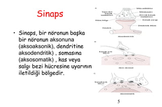 5
Sinaps
• Sinaps, bir nöronun başka
bir nöronun aksonuna
(aksoaksonik), dendritine
aksodendritik) , somasına
(aksosomatik) , kas veya
salgı bezi hücresine uyarının
iletildiği bölgedir.
 