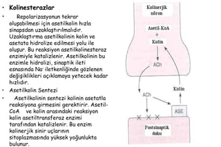 51
• Kolinesterazlar
• Repolarizasyonun tekrar
oluşabilmesi için asetilkolin hızla
sinapsdan uzaklaştırılmalıdır.
Uzaklaştırma asetilkolinin kolin ve
asetata hidrolize edilmesi yolu ile
oluşur. Bu reaksiyon asetilkolinesteraz
enzimiyle katalizlenir. Asetilkolinin bu
enzimle hidrolizi, sinaptik ileti
esnasında Na+
iletkenliğinde gözlenen
değişiklikleri açıklamaya yetecek kadar
hızlıdır.
• Asetilkolin Sentezi
• Asetilkolinin sentezi kolinin asetatla
reaksiyona girmesini gerektirir. Asetil-
CoA ve kolin arasındaki reaksiyon
kolin asetiltransferaz enzimi
tarafından katalizlenir. Bu enzim
kolinerjik sinir uçlarının
sitoplazmasında yüksek yoğunlukta
bulunur.
 