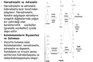 53
• Noradrenalin ve Adrenalin
• Noradrenalin ve adrenalin
böbreküstü bezi tarafından
salgılanır. Noradrenalin,
kendini salgılayan nöronların
sinaptik düğmelerinde yoğun
bir çekirdeği olan
karekteristik veziküller
(granüllü veziküller) içinde
depo edilir.
• Katekolaminlerin Biyosentez
ve Salınması
• Vücutta bulunan esas
katekolaminler, noradrenalin,
adrenalin ve dopamin,
fenilalanin ve tirozin amino
asitlerinin hidroksilasyonu ve
dekarboksilasyonuyla oluşur.
 