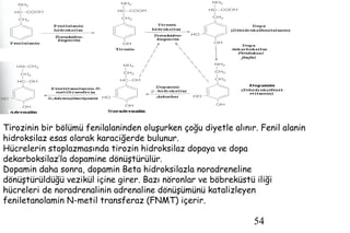 54
Tirozinin bir bölümü fenilalaninden oluşurken çoğu diyetle alınır. Fenil alanin
hidroksilaz esas olarak karaciğerde bulunur.
Hücrelerin stoplazmasında tirozin hidroksilaz dopaya ve dopa
dekarboksilaz’la dopamine dönüştürülür.
Dopamin daha sonra, dopamin Beta hidroksilazla noradreneline
dönüştürüldüğü vezikül içine girer. Bazı nöronlar ve böbreküstü iliği
hücreleri de noradrenalinin adrenaline dönüşümünü katalizleyen
feniletanolamin N-metil transferaz (FNMT) içerir.
 