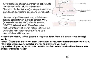 55
Katekolaminler otonom nöronlar ve böbreküstü
ilik hücrelerinden ekzositozla salınır.
Noradrenalin kavşak yarığından presinaptik ve
postsinaptik almaçlara bağlanarak, presinaptik
nöronlarca geri kapılarak veya katabolizma
sonucu uzaklaştırılır. Şekilde görülen MAO
(monoamin oksidaz NA’yı okside ederek,
COMT(Katekol-O Metil Transferaz) ise
metilasyonla etkinsiz ürün haline getirir. Hem
adrenalin, hem noradrenalin Alfa ve beta
reseptörlere etki ederler.
Katekolaminlerin, Diffüz yayılma, böylece daha fazla alanı etkileme özelliği
vardır.
ß-res. Üzerinden inhibitör, hem α-res hem ß-res. üzerinden eksitatör etkilidir.
Yokluğu: depresyon, fazlalığı manik hastalıklara yol açar.
Uyanıklık oluşturur, vazomotor merkezler üzerinden merkezi kan basıncının
düzenlenmesine katılır.
 