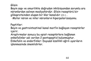 64
Glisin
Beyin sapı ve omurilikte doğrudan inhibisyondan sorumlu ara
nöronlardan salınan mediyatördür. Glisin reseptörü bir
glikoproteinden oluşan bir klor kanalıdır (CI-) .
-Motor nöron ve inter nöronların hiperpolarizasyonu.
Peptitler:
Beyin ve gastrointestinal kanal morfin bağlayan reseptörler
içerir.
Araştırmalar sonucu bu opiat reseptörlere bağlanan
enkefalinler adı verilen 2 pentapeptid bulunmuştur.
Enkefalin ve endorfinler: Duyusal özellikli ağrılı uyarıların
işlenmesinde önemlidirler.
 