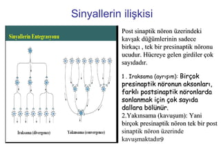 9
Sinyallerin ilişkisi
Post sinaptik nöron üzerindekiPost sinaptik nöron üzerindeki
kavşak düğümlerinin sadecekavşak düğümlerinin sadece
birkaçı , tek bir presinaptik nöronubirkaçı , tek bir presinaptik nöronu
ucudur. Hücreye gelen girdiler çokucudur. Hücreye gelen girdiler çok
sayıdadır.sayıdadır.
1 . Iraksama (ayrışım): Birçokirçok
presinaptik nöronun aksonları,presinaptik nöronun aksonları,
farklı postsinaptik nöronlardafarklı postsinaptik nöronlarda
sonlanmak için çok sayıdasonlanmak için çok sayıda
dallara bölünür.dallara bölünür.
2.Yakınsama (kavuşum): Yani2.Yakınsama (kavuşum): Yani
birçok presinaptik nöron tek bir postbirçok presinaptik nöron tek bir post
sinaptik nöron üzerinde
kavuşmaktadır.
 