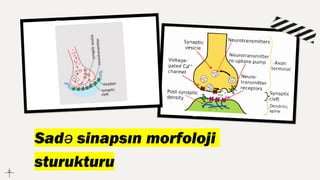 Sadə sinapsın morfoloji
sturukturu
 