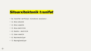 Sitoarxitektonik təsnifat
• Bu təsnifat morfoloji sturuktura əsaslanır.
• 1) Akso-aksonik
• 2) Akso-somatik
• 3) Akso-dentritik
• 4) Dendro- dentritik
• 5) Soma-somatik
• 6) Neyromuskulyar
• 7) Neyroglandulyar
 