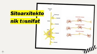 Sitoarxitekto
nik təsnifat
 
