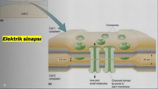 Elektrik sinapsı
 