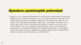 Oyandırıcı postsinaptik potensiyal
• Oyandırıcı bir sinapsda neyrotransmitter molekullarının postsinaptik reseptorlara
bağlanması, Na+-un hüceyrə daxilinə, K+-un isə hüceyrə xaricinə çıxmasına şərait
yaradan qapılı kanalların açılmasına səbəb olur. Na+ ionuna təsir edən güc, K+
ionuna təsir edən gücdən daha böyük olduğu üçün ( həm kimyəvi gradiyent, hə də
elekrik güc, mənfi yüklər tərəfindən cəzb olunması) hüceyrə içinə poztif yük
axınına səbəb olur. Bu isə membranı depolyarizasiya edir, onu qıcıq qapısına
yaxınlaşdırır və fəaliyyət potensialının yaranmasına səbəb olur. Bu vəziyyətdə
neyrotransmitterin reseptora bağlanmasıyla meydana gələn elektrik dəyişikliyinə
oyandırıcı postsinaptik potensiyal və ya OPSP adlanır
 